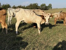 083/3 CASANOVA BELIEVER 12/3 X EXP