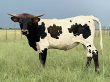 JM5 BLACK LIST AFFAIRS