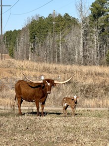 ALR Cha-Cha’s Attire 